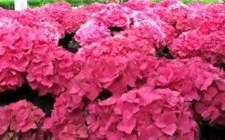 Merritts Supreme Hydrangea - 3 Gallon Pot -SHRUBS and BUSHES Store Hydrangea Merrits Supreme Pink 12