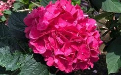 Merritts Supreme Hydrangea - 3 Gallon Pot -SHRUBS and BUSHES Store Hydrangea Merrits Supreme Pink 13