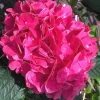 Merritts Supreme Hydrangea - 3 Gallon Pot -SHRUBS and BUSHES Store Hydrangea Merrits Supreme Pink 15