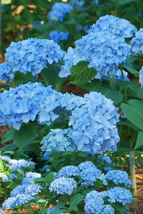 Mini Penny Hydrangea - 3 Gallon Pot 3 Mini Penny Hydrangea - 3 Gallon Pot