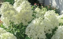 Moon Dance Hydrangea - 2 Gallon Pot 10 Moon Dance Hydrangea - 2 Gallon Pot -SHRUBS and BUSHES Store Hydrangea Mood Dance 4