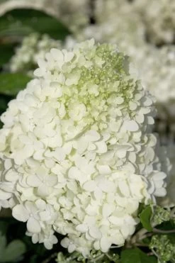 Moon Dance Hydrangea - 2 Gallon Pot -SHRUBS and BUSHES Store Hydrangea Moon Dance 2