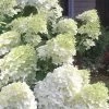 Moon Dance Hydrangea - 3 Gallon Pot -SHRUBS and BUSHES Store Hydrangea Moon Dance 3 1