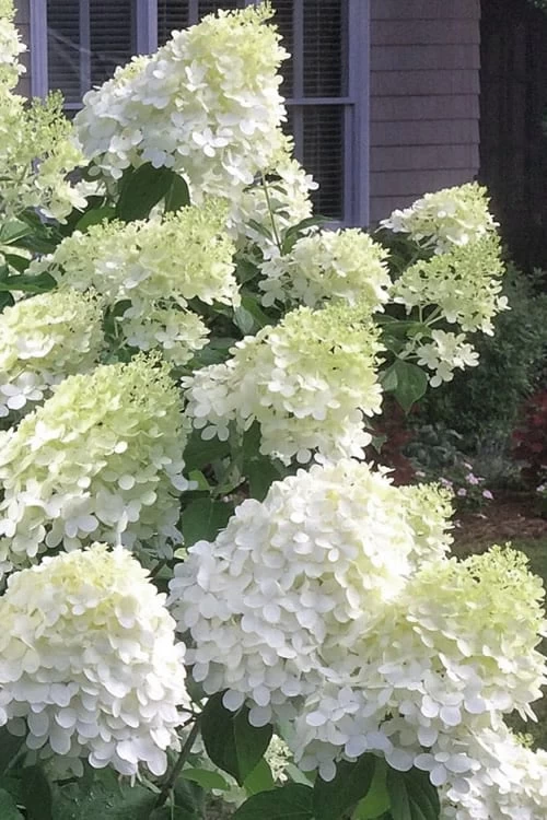 Moon Dance Hydrangea - 2 Gallon Pot 3 Moon Dance Hydrangea - 2 Gallon Pot