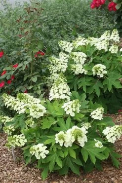 Munchkin Dwarf Oakleaf Hydrangea - 1 Gallon Pot 13 Munchkin Dwarf Oakleaf Hydrangea - 1 Gallon Pot -SHRUBS and BUSHES Store Hydrangea Munchkin 11
