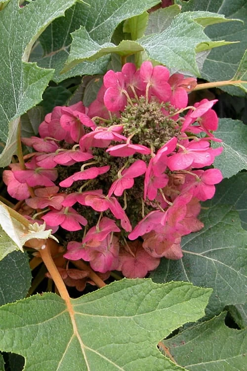 Munchkin Dwarf Oakleaf Hydrangea - 1 Gallon Pot 3 Munchkin Dwarf Oakleaf Hydrangea - 1 Gallon Pot