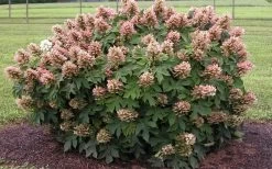 Munchkin Dwarf Oakleaf Hydrangea - 3 Gallon Pot 15 Munchkin Dwarf Oakleaf Hydrangea - 3 Gallon Pot -SHRUBS and BUSHES Store Hydrangea Munchkin 2