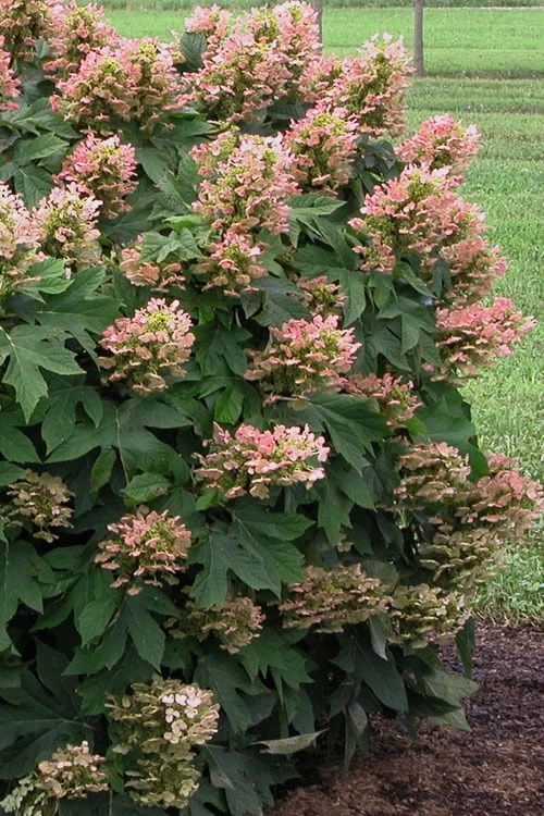 Munchkin Dwarf Oakleaf Hydrangea - 1 Gallon Pot 7 Munchkin Dwarf Oakleaf Hydrangea - 1 Gallon Pot - Image 5