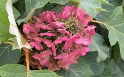 Munchkin Dwarf Oakleaf Hydrangea - 2 Gallon Pot -SHRUBS and BUSHES Store Hydrangea Munchkin Bloom Closeup 1