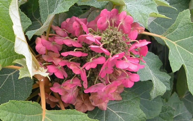 Munchkin Dwarf Oakleaf Hydrangea - 3 Gallon Pot 9 Munchkin Dwarf Oakleaf Hydrangea - 3 Gallon Pot - Image 7