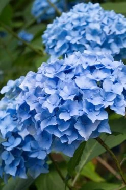 Nikko Blue Hydrangea - 3 Gallon Pot -SHRUBS and BUSHES Store Hydrangea Nikko Blue 10 1