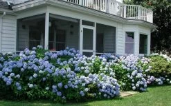 Nikko Blue Hydrangea - 3 Gallon Pot -SHRUBS and BUSHES Store Hydrangea Nikko Blue 11 1