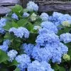 Nikko Blue Hydrangea - 3 Gallon Pot 1 Nikko Blue Hydrangea - 3 Gallon Pot -SHRUBS and BUSHES Store Hydrangea Nikko Blue 500x750 2