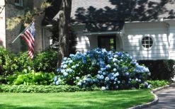 Nikko Blue Hydrangea - 3 Gallon Pot -SHRUBS and BUSHES Store Hydrangea Nikko Blue Home Foundation Planting 1