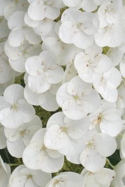 Alice Oakleaf Hydrangea - 3 Gallon Pot 18 Alice Oakleaf Hydrangea - 3 Gallon Pot -SHRUBS and BUSHES Store Hydrangea Oakleaf Alice 2