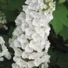 Alice Oakleaf Hydrangea - 3 Gallon Pot 2 Alice Oakleaf Hydrangea - 3 Gallon Pot -SHRUBS and BUSHES Store Hydrangea Oakleaf Alice 3