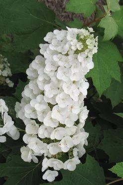 Alice Oakleaf Hydrangea - 3 Gallon Pot 21 Alice Oakleaf Hydrangea - 3 Gallon Pot -SHRUBS and BUSHES Store Hydrangea Oakleaf Alice 4