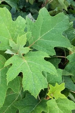 Alice Oakleaf Hydrangea - 3 Gallon Pot 17 Alice Oakleaf Hydrangea - 3 Gallon Pot -SHRUBS and BUSHES Store Hydrangea Oakleaf Alice 5