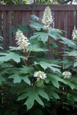 Alice Oakleaf Hydrangea - 3 Gallon Pot 20 Alice Oakleaf Hydrangea - 3 Gallon Pot -SHRUBS and BUSHES Store Hydrangea Oakleaf Alice 6