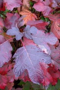 Alice Oakleaf Hydrangea - 3 Gallon Pot 16 Alice Oakleaf Hydrangea - 3 Gallon Pot -SHRUBS and BUSHES Store Hydrangea Oakleaf Alice 7