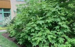 Alice Oakleaf Hydrangea - 3 Gallon Pot 15 Alice Oakleaf Hydrangea - 3 Gallon Pot -SHRUBS and BUSHES Store Hydrangea Oakleaf Alice 8