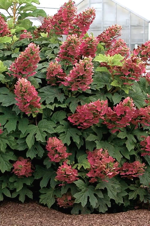 Ruby Slippers Dwarf Oakleaf Hydrangea - 3 Gallon Pot 3 Ruby Slippers Dwarf Oakleaf Hydrangea - 3 Gallon Pot