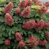 Ruby Slippers Dwarf Oakleaf Hydrangea - 1 Gallon Pot 1 Ruby Slippers Dwarf Oakleaf Hydrangea - 1 Gallon Pot -SHRUBS and BUSHES Store Hydrangea Oakleaf Ruby Slippers 500x750 4
