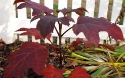 Ruby Slippers Dwarf Oakleaf Hydrangea - 7 Gallon Pot -SHRUBS and BUSHES Store Hydrangea Oakleaf Ruby Slippers Fall Foliage Color 1