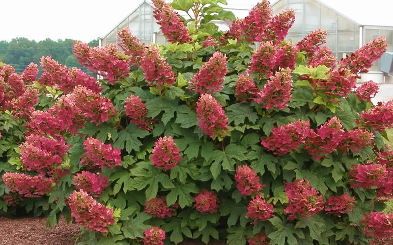 Ruby Slippers Dwarf Oakleaf Hydrangea - 1 Gallon Pot 6 Ruby Slippers Dwarf Oakleaf Hydrangea - 1 Gallon Pot - Image 4