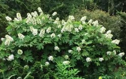 Semmes Beauty Oakleaf Hydrangea - 3 Gallon Pot 11 Semmes Beauty Oakleaf Hydrangea - 3 Gallon Pot -SHRUBS and BUSHES Store Hydrangea Oakleaf Semmes Beauty 10