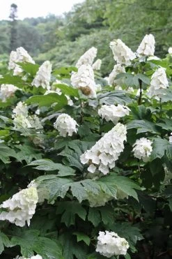 Snow Queen Oakleaf Hydrangea - 3 Gallon Pot -SHRUBS and BUSHES Store Hydrangea Oakleaf Snow Queen 10