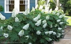 Snow Queen Oakleaf Hydrangea - 3 Gallon Pot -SHRUBS and BUSHES Store Hydrangea Oakleaf Snow Queen 11