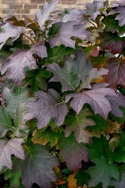 Snow Queen Oakleaf Hydrangea - 3 Gallon Pot -SHRUBS and BUSHES Store Hydrangea Oakleaf Snow Queen 3