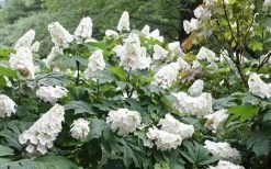 Snow Queen Oakleaf Hydrangea - 3 Gallon Pot -SHRUBS and BUSHES Store Hydrangea Oakleaf Snow Queen 6