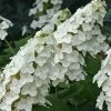 Snow Queen Oakleaf Hydrangea - 3 Gallon Pot 2 Snow Queen Oakleaf Hydrangea - 3 Gallon Pot -SHRUBS and BUSHES Store Hydrangea Oakleaf Snow Queen 8