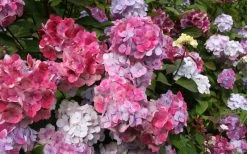 Preziosa Multi Color Hydrangea - 3 Gallon Pot -SHRUBS and BUSHES Store Hydrangea Preziosa 18 1
