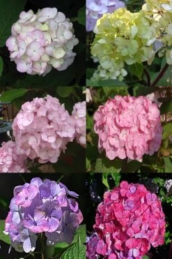 Preziosa Multi Color Hydrangea - 3 Gallon Pot -SHRUBS and BUSHES Store Hydrangea Preziosa 19 1