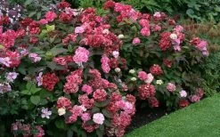 Preziosa Multi Color Hydrangea - 1 Gallon Pot 13 Preziosa Multi Color Hydrangea - 1 Gallon Pot -SHRUBS and BUSHES Store Hydrangea Preziosa 7