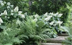 Alice Oakleaf Hydrangea - 3 Gallon Pot 19 Alice Oakleaf Hydrangea - 3 Gallon Pot -SHRUBS and BUSHES Store Hydrangea Quercifolia Oakleaf 50