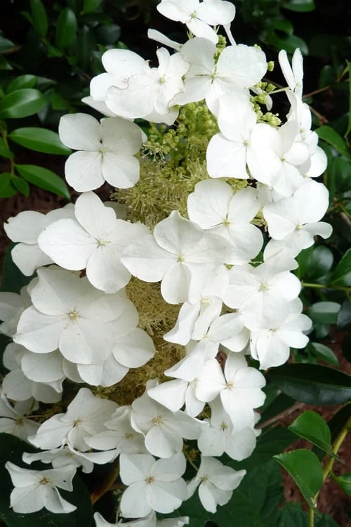 Semmes Beauty Oakleaf Hydrangea - 3 Gallon Pot 3 Semmes Beauty Oakleaf Hydrangea - 3 Gallon Pot