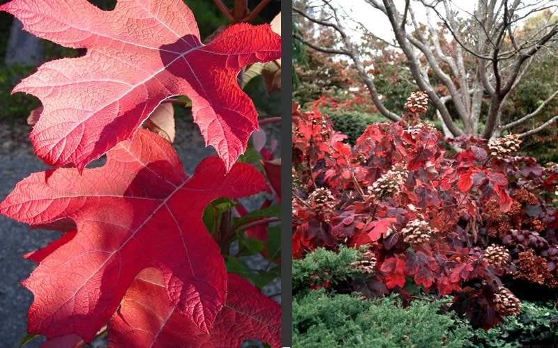 Semmes Beauty Oakleaf Hydrangea - 3 Gallon Pot 7 Semmes Beauty Oakleaf Hydrangea - 3 Gallon Pot - Image 5