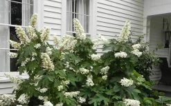 Semmes Beauty Oakleaf Hydrangea - 3 Gallon Pot 13 Semmes Beauty Oakleaf Hydrangea - 3 Gallon Pot -SHRUBS and BUSHES Store Hydrangea Semmes Beauty Home Foundation Planting