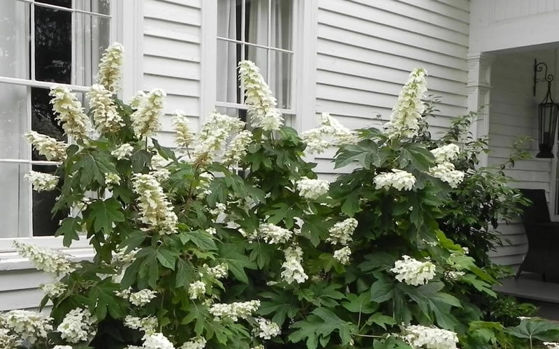 Semmes Beauty Oakleaf Hydrangea - 3 Gallon Pot 8 Semmes Beauty Oakleaf Hydrangea - 3 Gallon Pot - Image 6