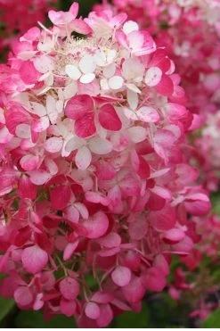 Strawberry Sundae Hydrangea - 3 Gallon Pot -SHRUBS and BUSHES Store Hydrangea Strawberry Sundae Flower 1