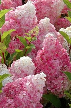 Strawberry Sundae Hydrangea - 3 Gallon Pot -SHRUBS and BUSHES Store Hydrangea Strawberry Sundae Flowers 3
