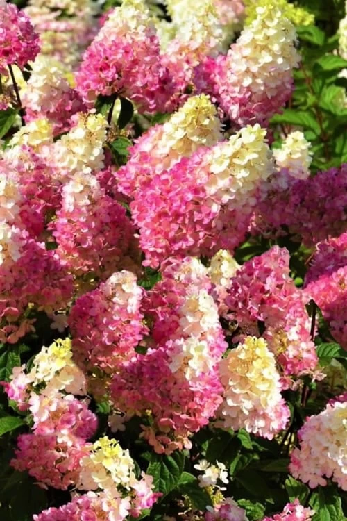 Strawberry Sundae Hydrangea - 1 Gallon Pot 8 Strawberry Sundae Hydrangea - 1 Gallon Pot - Image 6