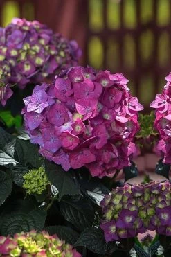 Summer Crush Endless Summer Hydrangea - 1 Gallon Pot 15 Summer Crush Endless Summer Hydrangea - 1 Gallon Pot -SHRUBS and BUSHES Store Hydrangea Summer Crush Endless Summer 4