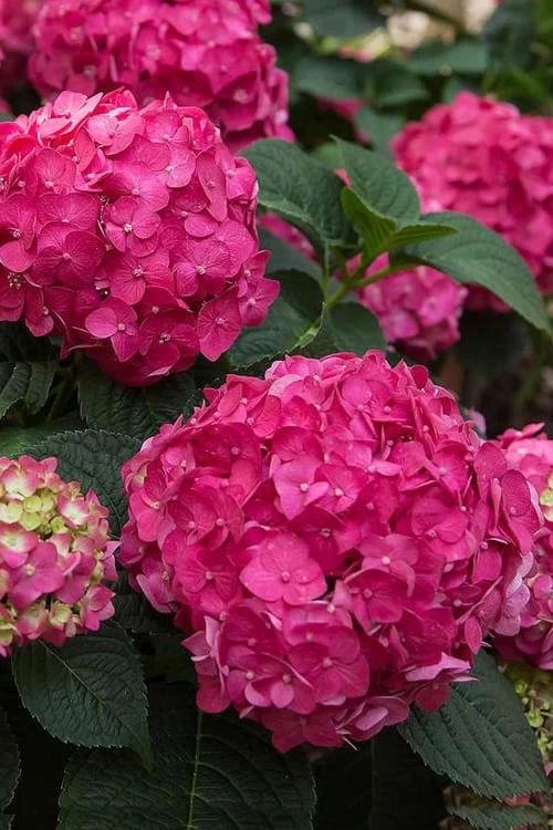 Summer Crush Endless Summer Hydrangea - 3 Gallon Pot 6 Summer Crush Endless Summer Hydrangea - 3 Gallon Pot - Image 4