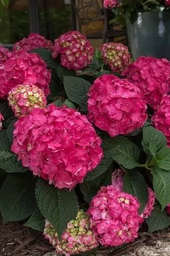 Summer Crush Endless Summer Hydrangea - 1 Gallon Pot 19 Summer Crush Endless Summer Hydrangea - 1 Gallon Pot -SHRUBS and BUSHES Store Hydrangea Summer Crush Endless Summer 7
