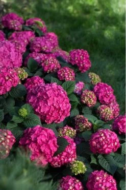 Summer Crush Endless Summer Hydrangea - 1 Gallon Pot 16 Summer Crush Endless Summer Hydrangea - 1 Gallon Pot -SHRUBS and BUSHES Store Hydrangea Summer Crush Endless Summer 9